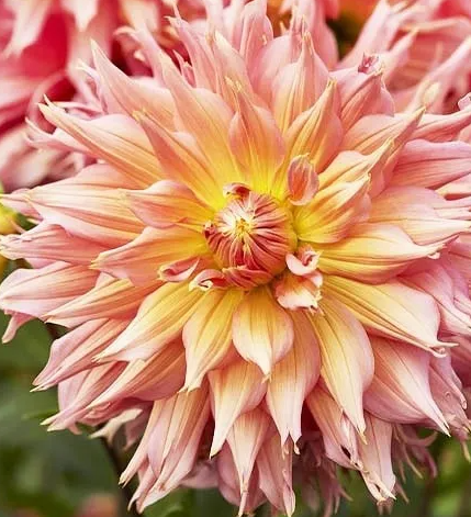 Dahlia Omega 1 tuber