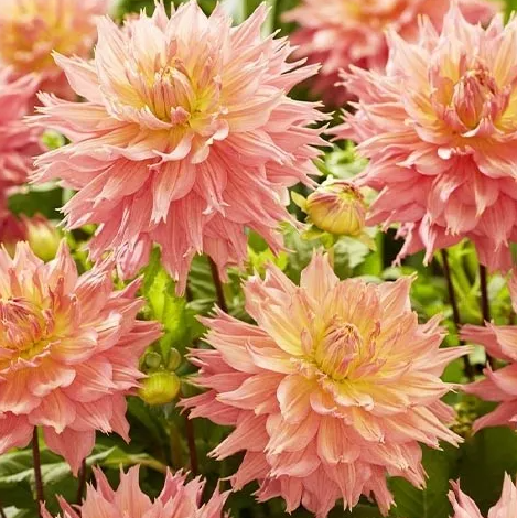 Dahlia Omega 1 tuber