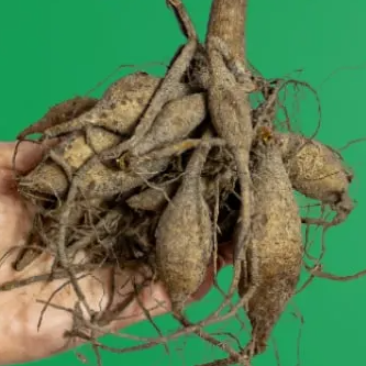Dahlia Alauna Clair-Obscur 1 tuber