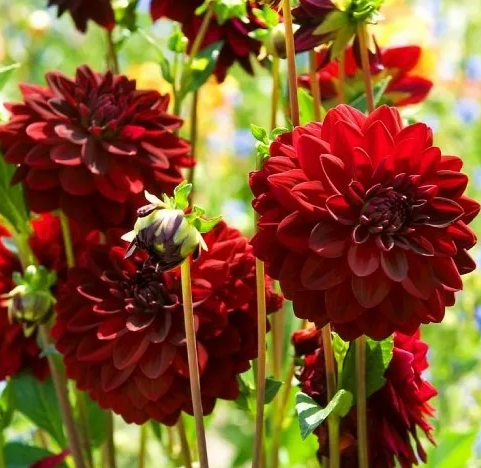 Dahlia Arabian Night 1 tuber