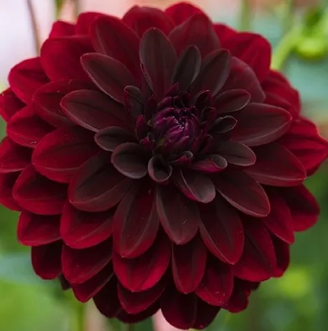 Dahlia Arabian Night 1 tuber