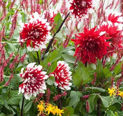 Dahlia Duet 1 tuber