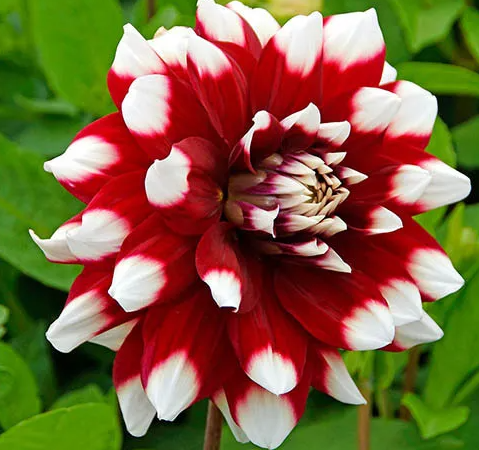 Dahlia Duet 1 tuber
