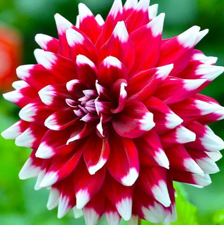 Dahlia Duet 1 tuber