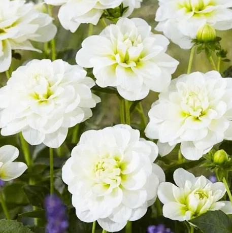 Dahlia Cantarino 1 tuber