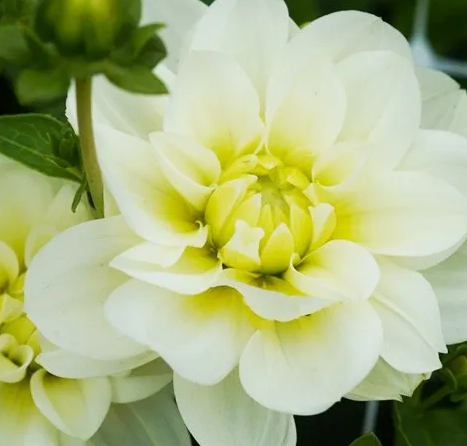 Dahlia Cantarino 1 tuber