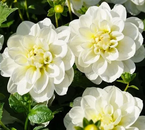 Dahlia Cantarino 1 tuber