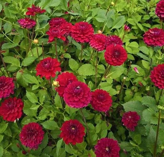 Dahlia Red Queen 1 tuber