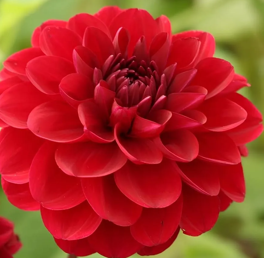 Dahlia Red Queen 1 tuber