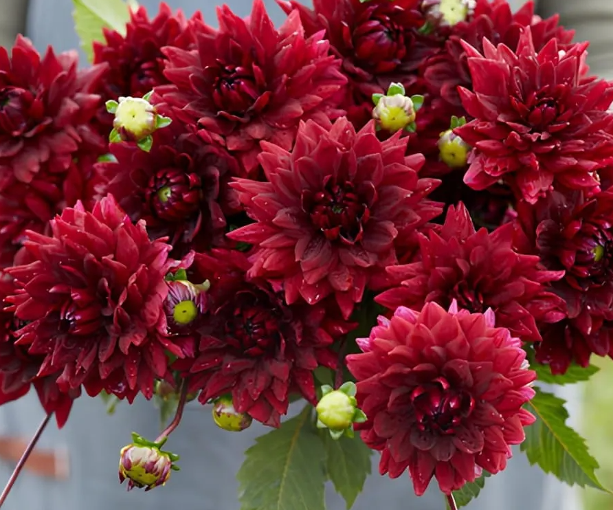 Dahlia Painted Black 1 tuber