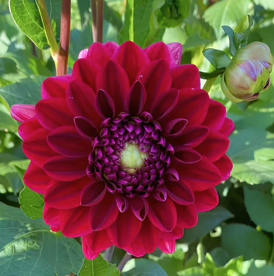 Dahlia Painted Black 1 tuber