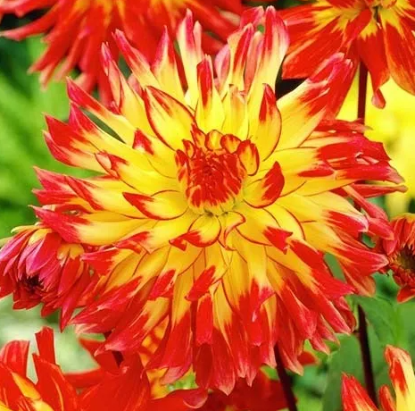 Dahlia Vuurvogel 1 tuber