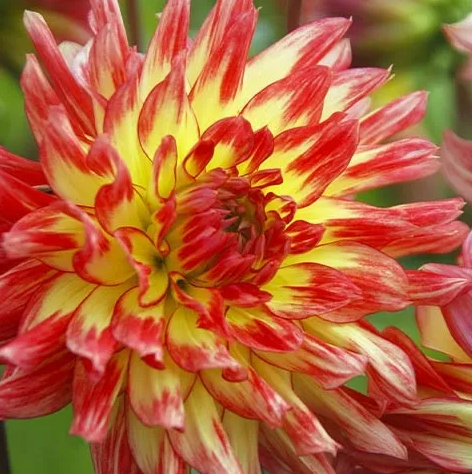 Dahlia Vuurvogel 1 tuber