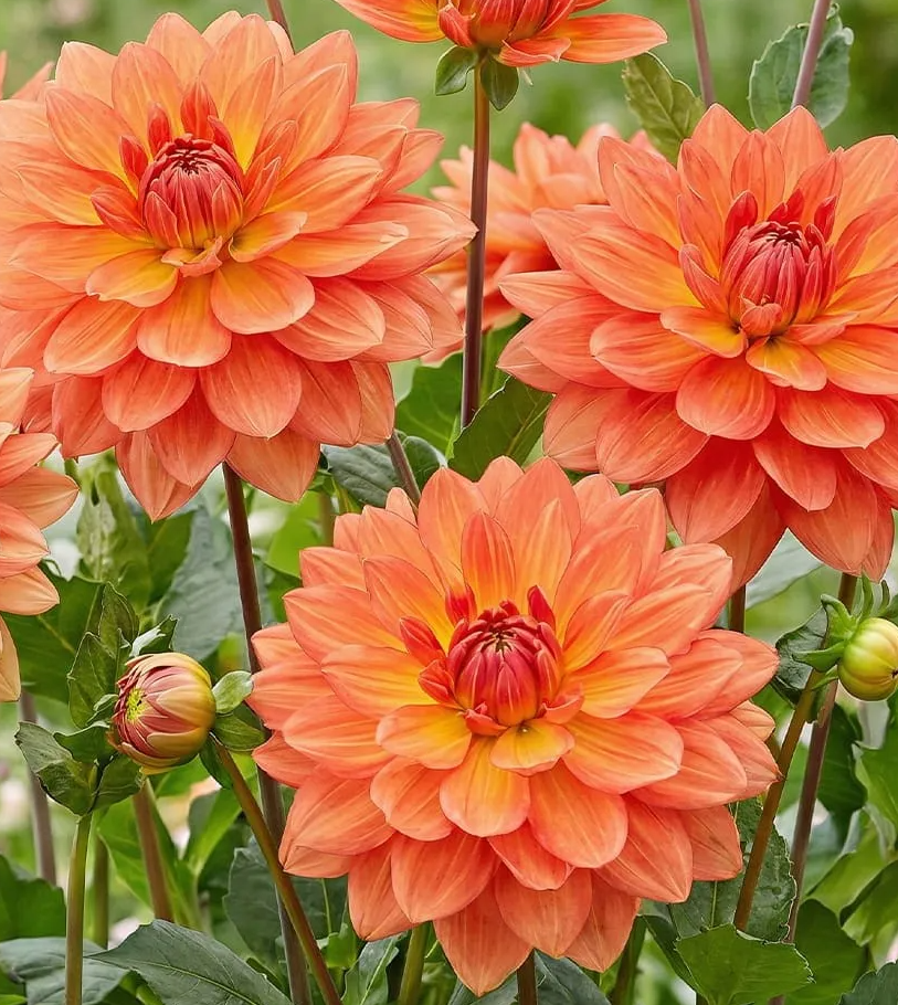 Dahlia Shep`s Memory 1 tuber