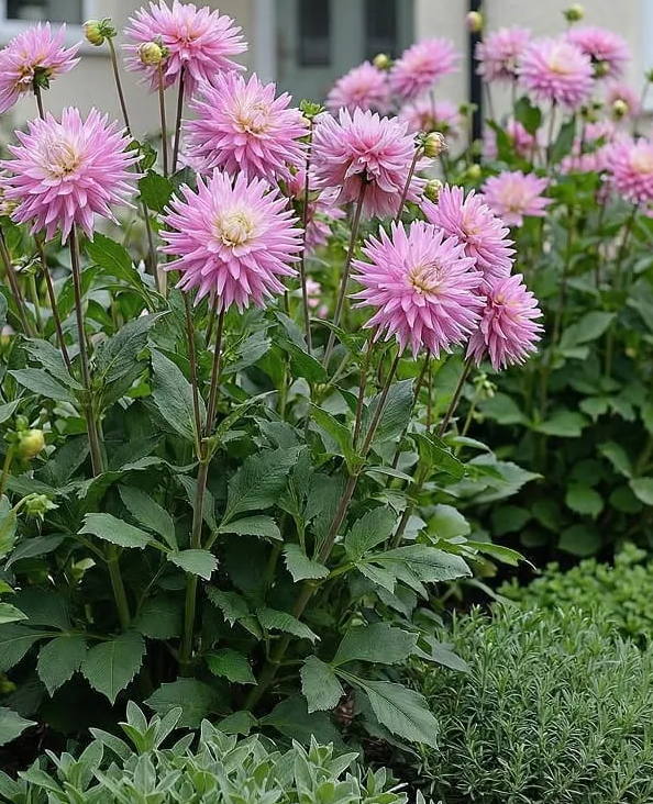 Dahlia Hillcrest Candy 1 tuber