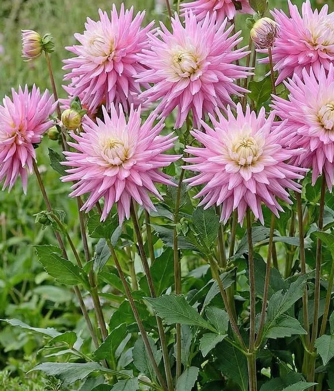 Dahlia Hillcrest Candy 1 tuber