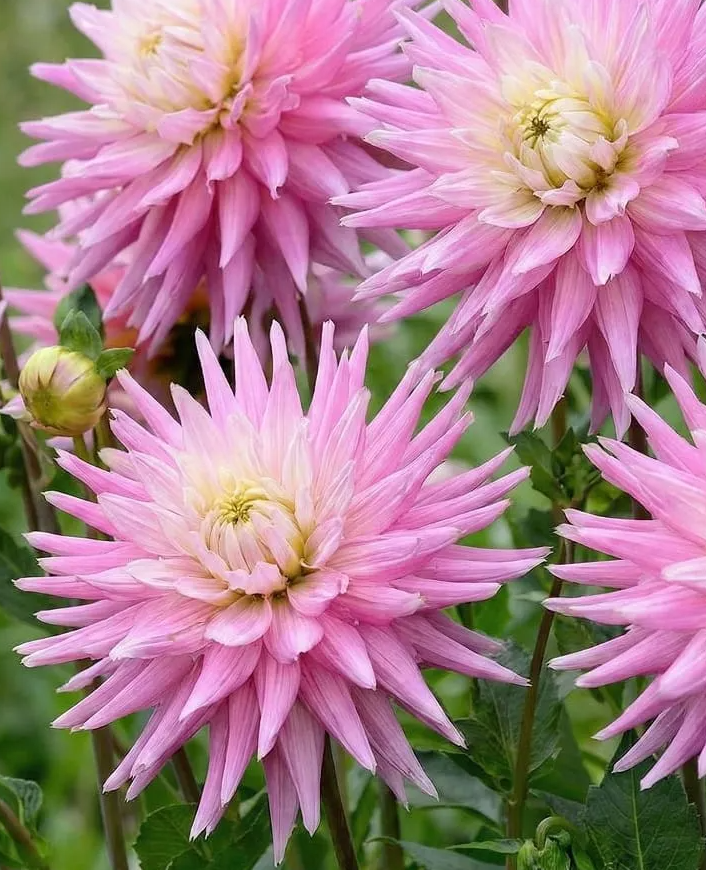 Dahlia Hillcrest Candy 1 tuber