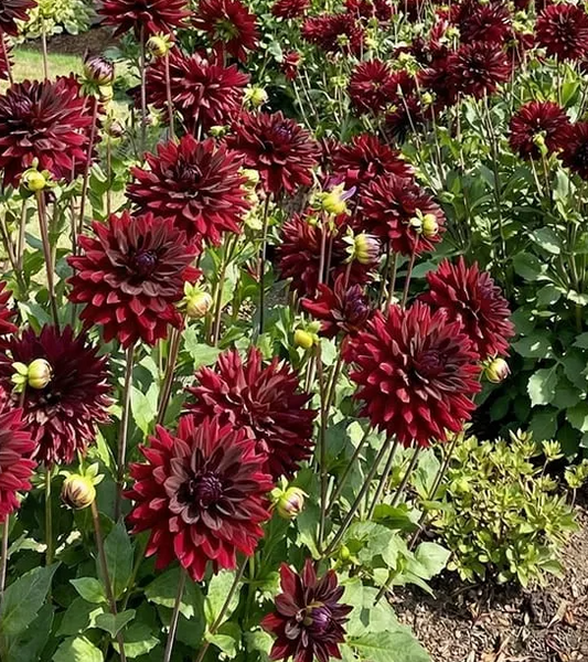 Dahlia Tamburo 1 tuber