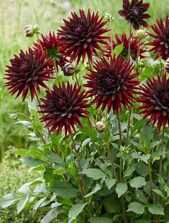 Dahlia Tamburo 1 tuber