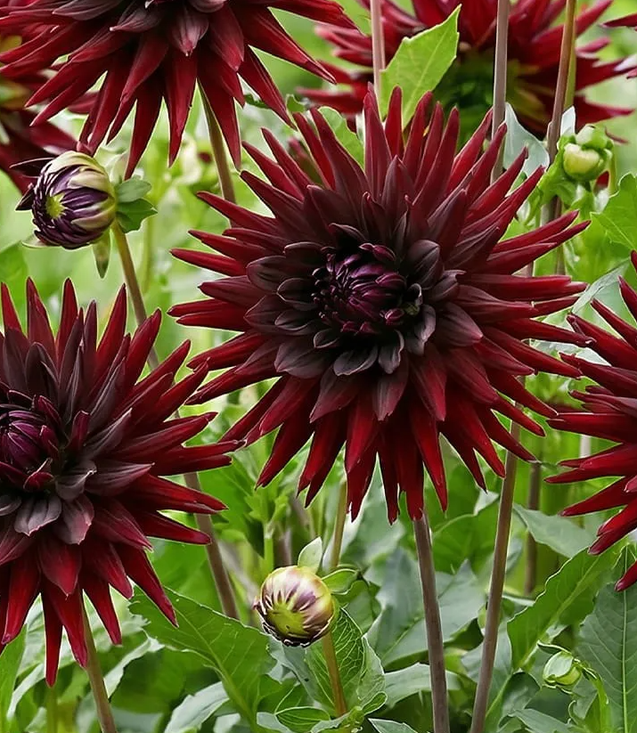 Dahlia Tamburo 1 tuber