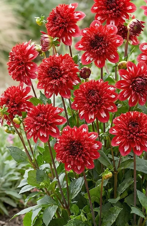 Dahlia Speech 1 tuber