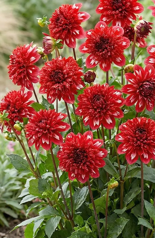 Dahlia Speech 1 tuber