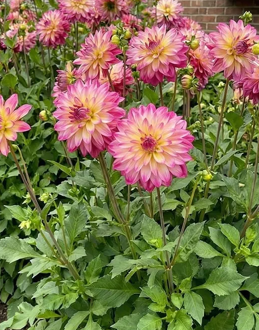 Dahlia Loé 1 tuber