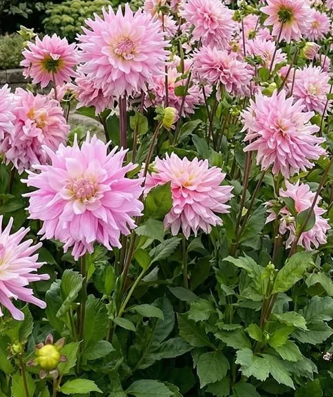 Dahlia Titan Dulcina 1 tuber