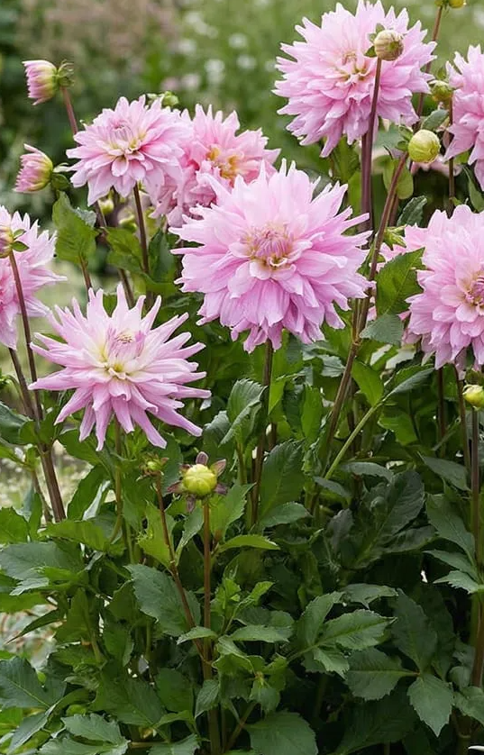 Dahlia Titan Dulcina 1 tuber