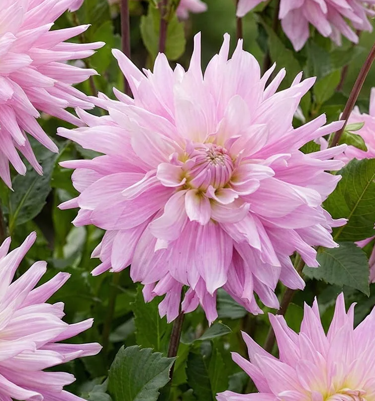 Dahlia Titan Dulcina 1 tuber
