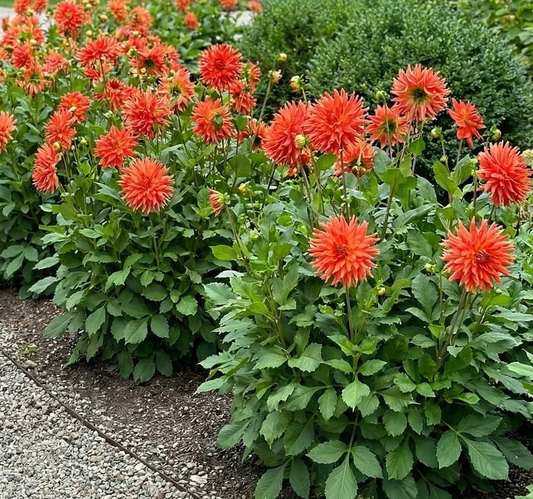 Dahlia Fired Up 1 tuber