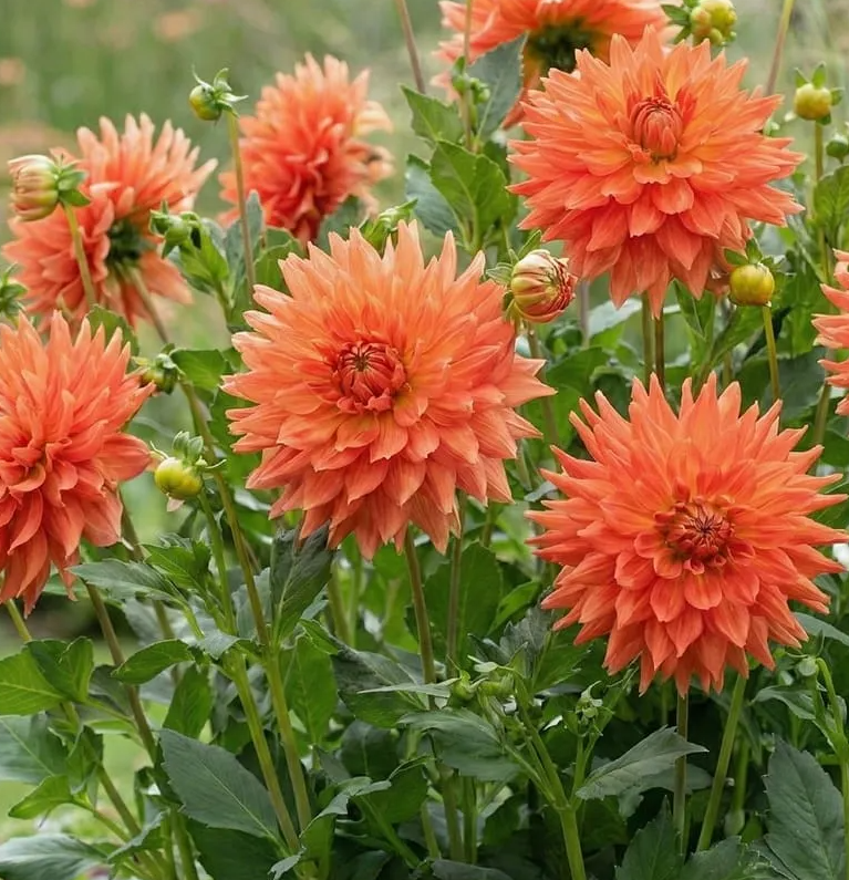 Dahlia Fired Up 1 tuber