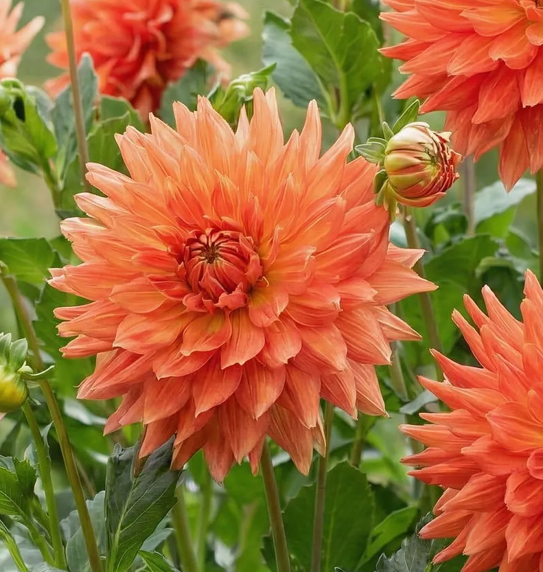 Dahlia Fired Up 1 tuber
