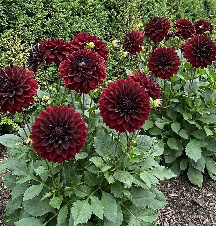 Dahlia Go Go Black 1 tuber