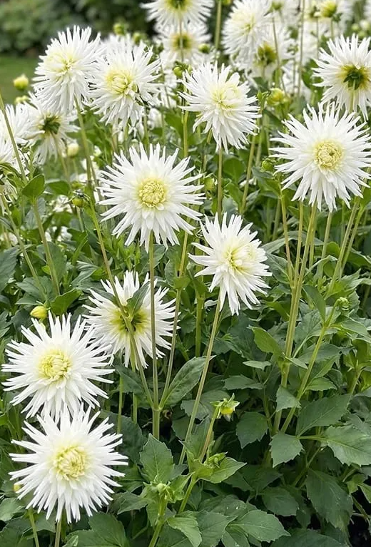 Dahlia Avalanche 1 tuber