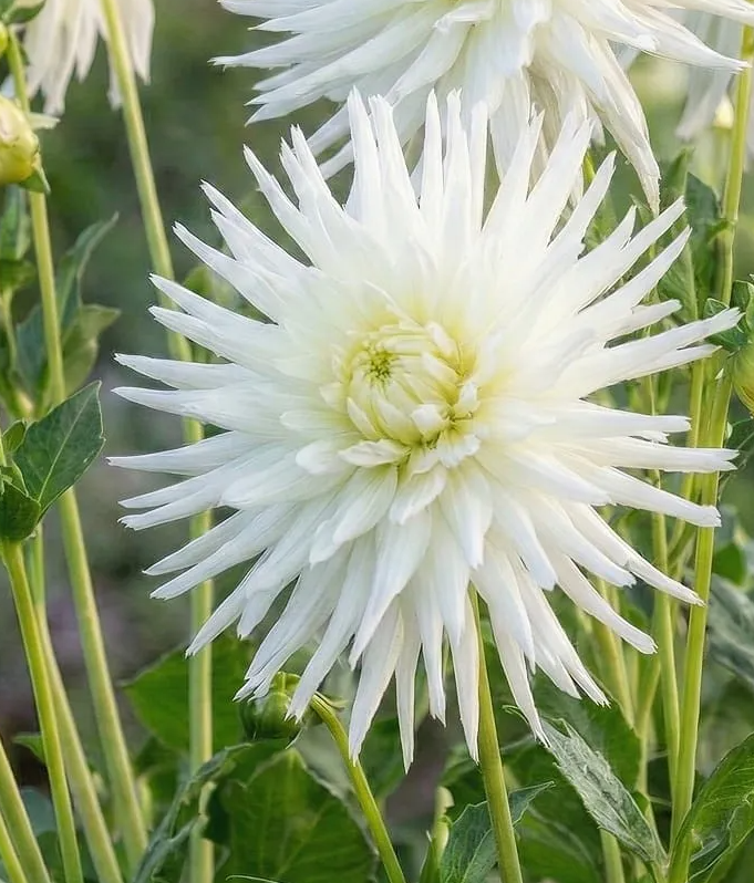 Dahlia Avalanche 1 tuber