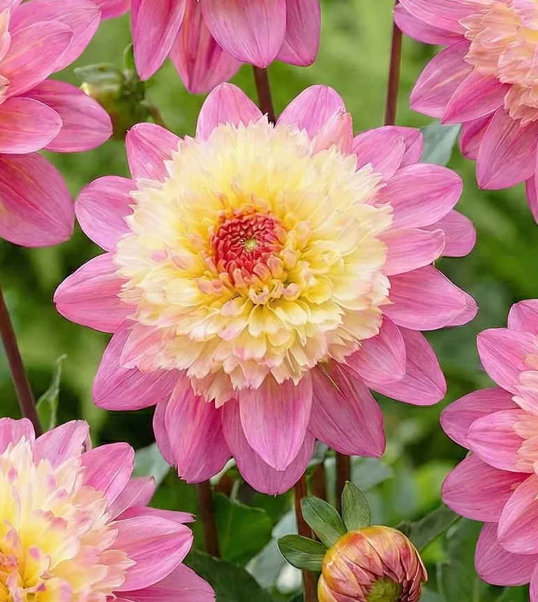 Dahlia Lambada 1 tuber