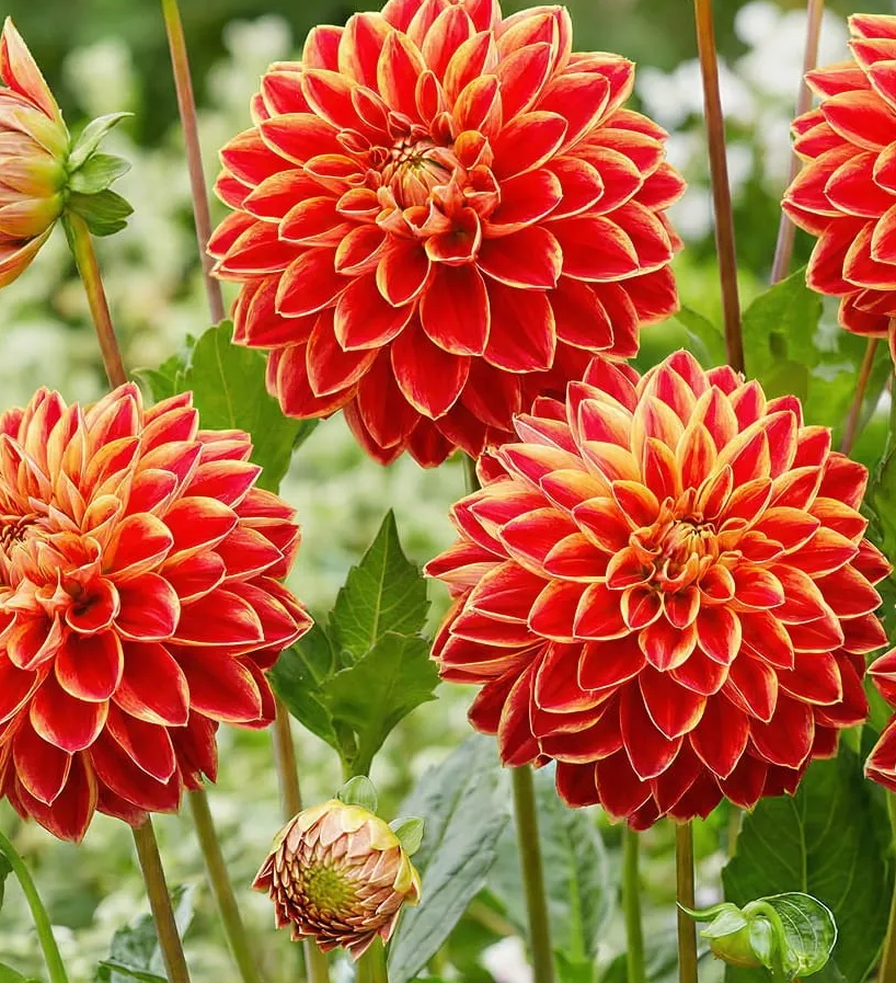 Dahlia Maxime 1 tuber