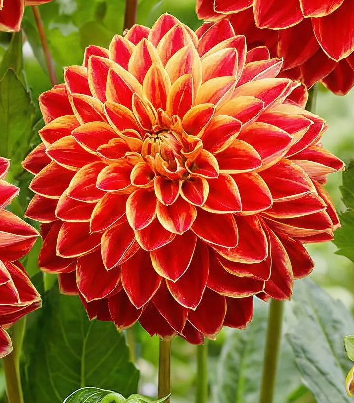 Dahlia Maxime 1 tuber