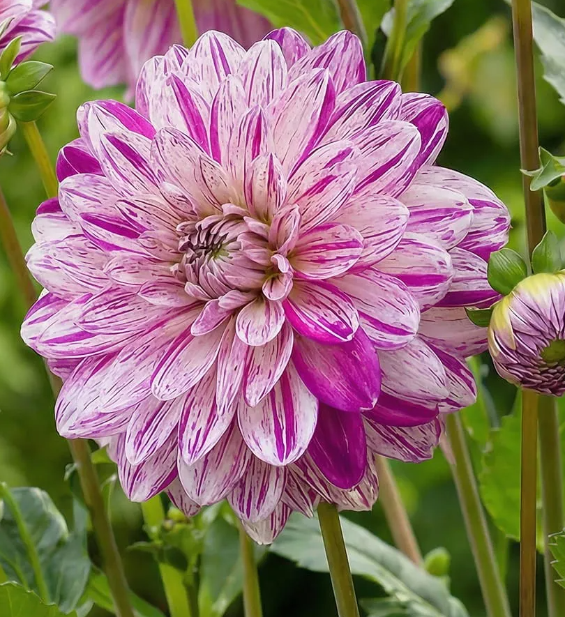 Dahlia Smokey 1 tuber