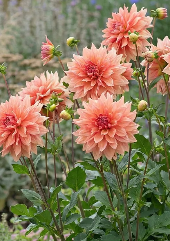 Dahlia Babylon Bronze 1 tuber