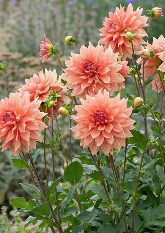 Dahlia Babylon Bronze 1 tuber