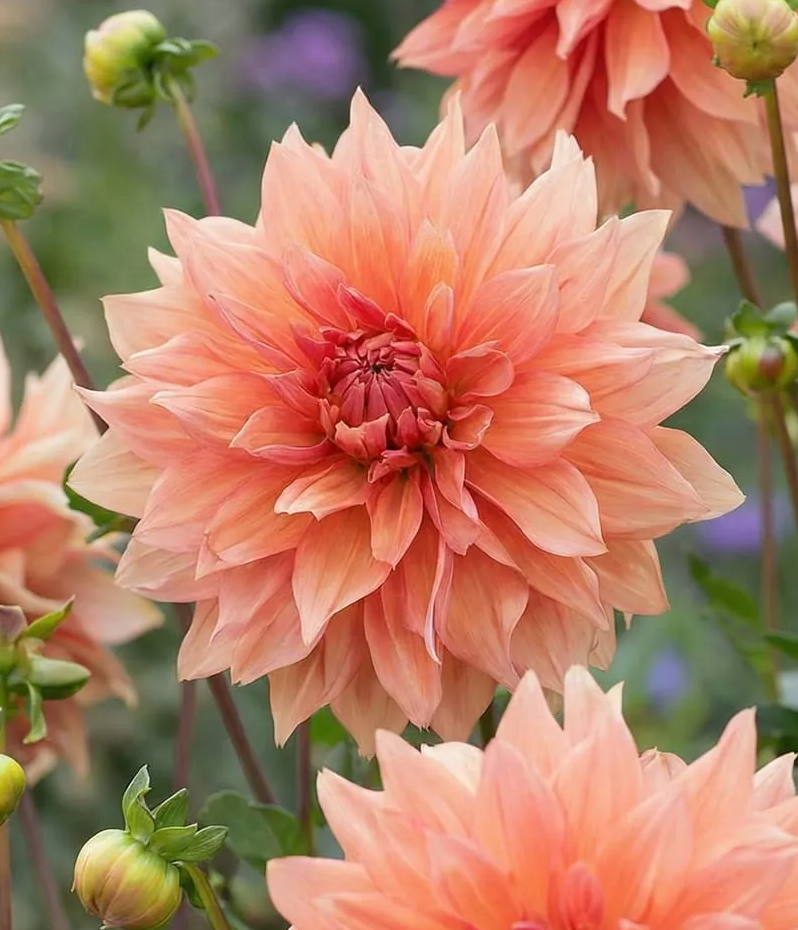 Dahlia Babylon Bronze 1 tuber