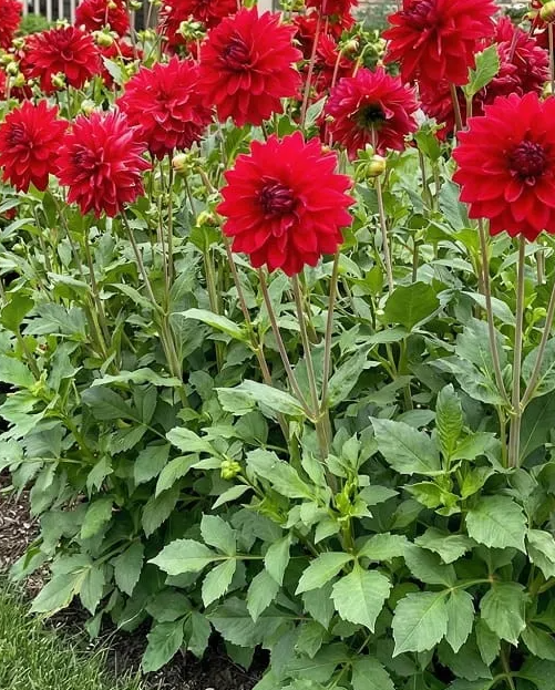 Dahlia Babylon Purple 1 tuber