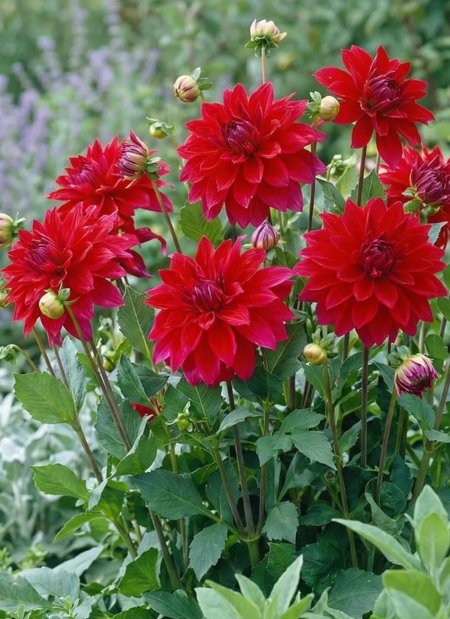Dahlia Babylon Purple 1 tuber