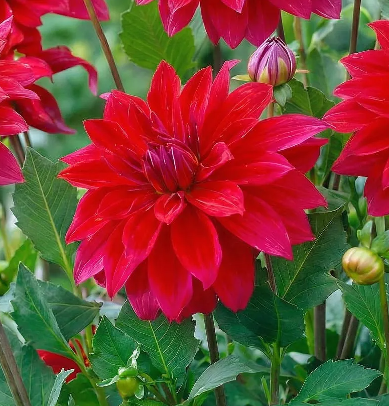 Dahlia Babylon Purple 1 tuber