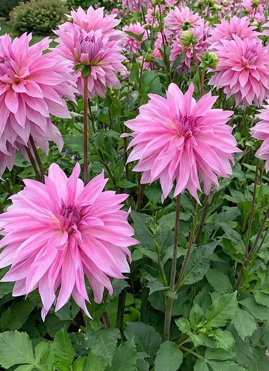 Dahlia Babylon Rose 1 tuber
