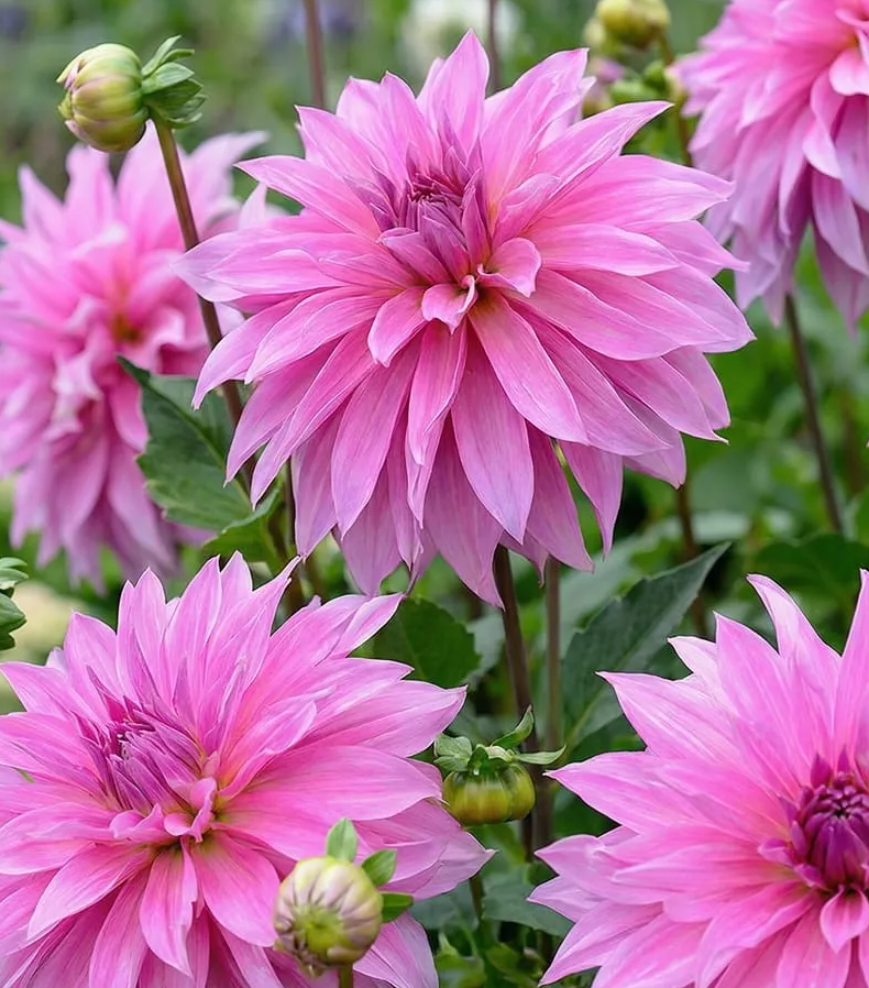 Dahlia Babylon Rose 1 tuber