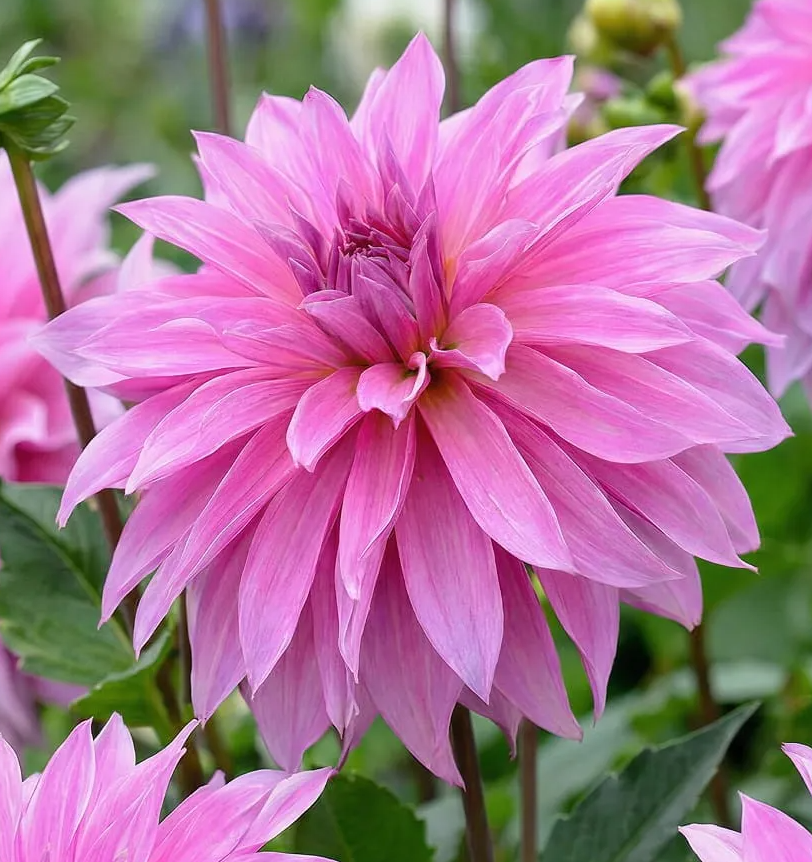 Dahlia Babylon Rose 1 tuber