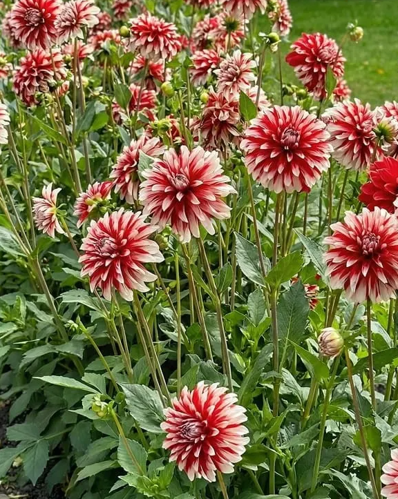 Dahlia Catching Fire 1 tuber
